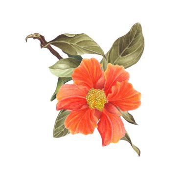 Beyaz arka plan üzerinde izole suluboya nar çiçeği