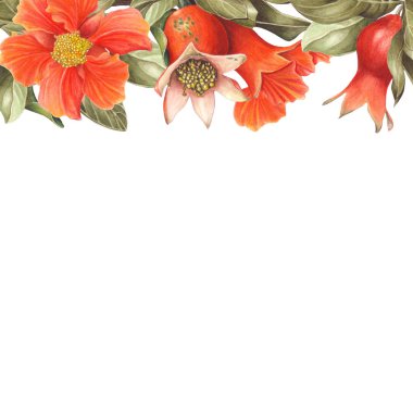 Suluboya nar çiçeği çerçeve beyaz arka plan üzerinde izole. Botanik illüstrasyon