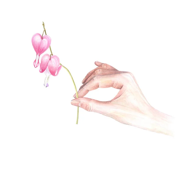 Watercolor female hand holding bleeding heart flower isolated on white background.