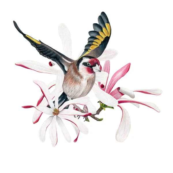 欧洲金翅雀和玉兰花在白色背景下分离 — 图库照片