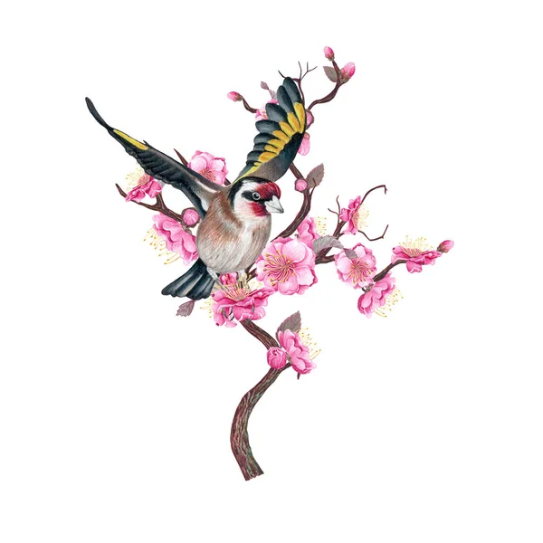 在樱花的树枝上飞金翅雀白色的背景 手绘插图 — 图库照片
