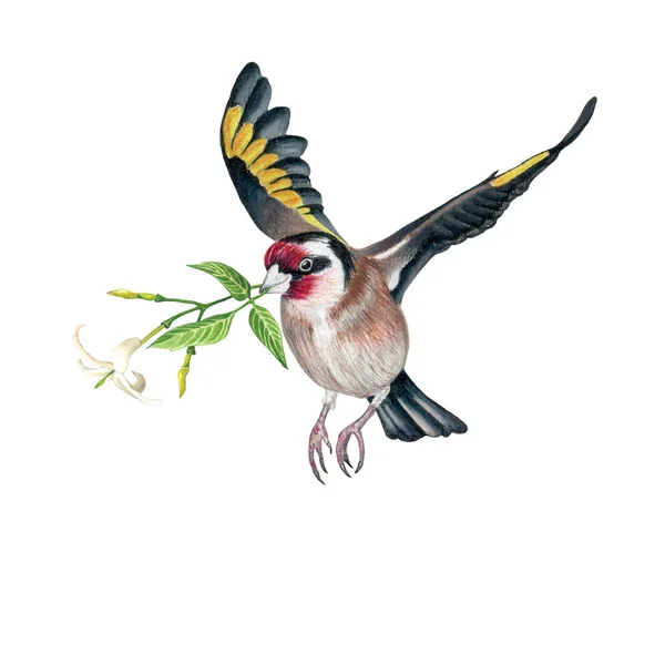 Saka Kuşu Beyaz Arka Plan Üzerinde Yasemin Çiçeği Ile — Stok fotoğraf
