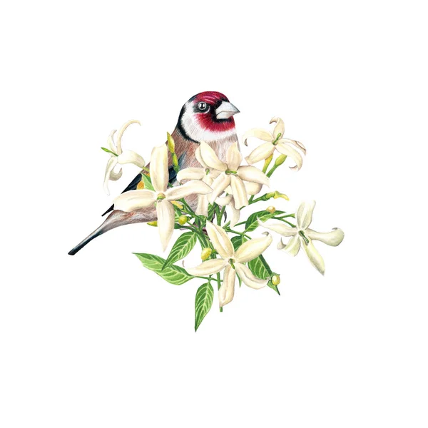 欧洲金翅雀栖息在茉莉花树枝上的白色背景 手绘插图 — 图库照片