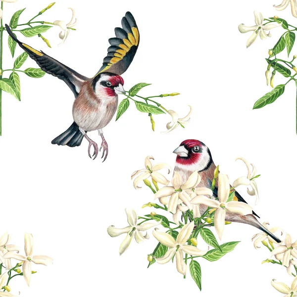 水彩金翅雀和茉莉花花白色背景无缝图案 — 图库照片