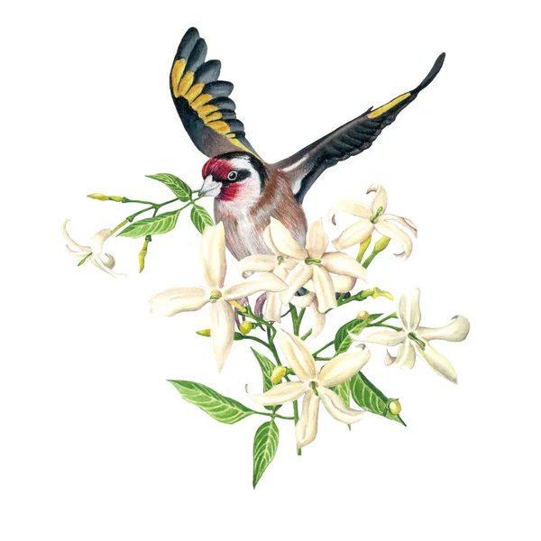 Europeiska Goldfinch Transporterar Jasmin Vit Bakgrund Handritad Illustration — Stockfoto