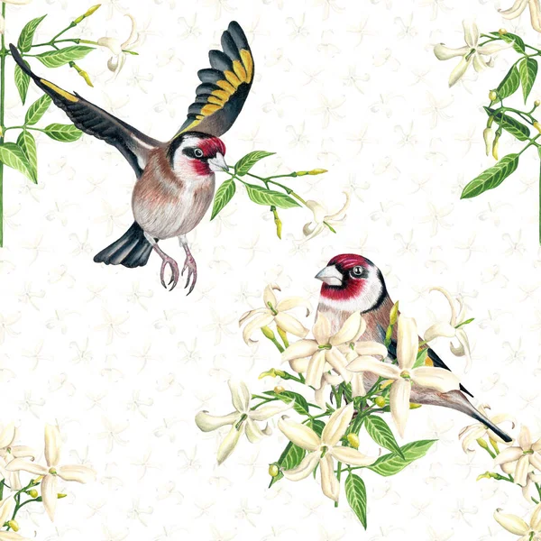 水彩金翅雀鸟与茉莉花无缝图案白色背景 — 图库照片