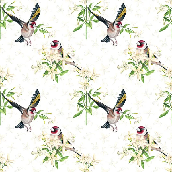 Ακουαρέλα Καρδερίνα Πουλιά Άνθη Γιασεμιού Χωρίς Ραφή Πρότυπο Άσπρο Φόντο — Φωτογραφία Αρχείου