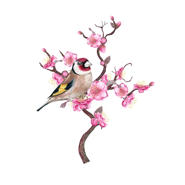 Flying European Goldfinch Flores Ameixa Fundo Branco — Fotografia de Stock