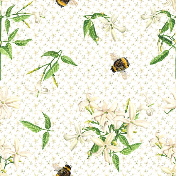 无缝图案与水彩茉莉花花和蜜蜂在白色背景 植物学插画 — 图库照片
