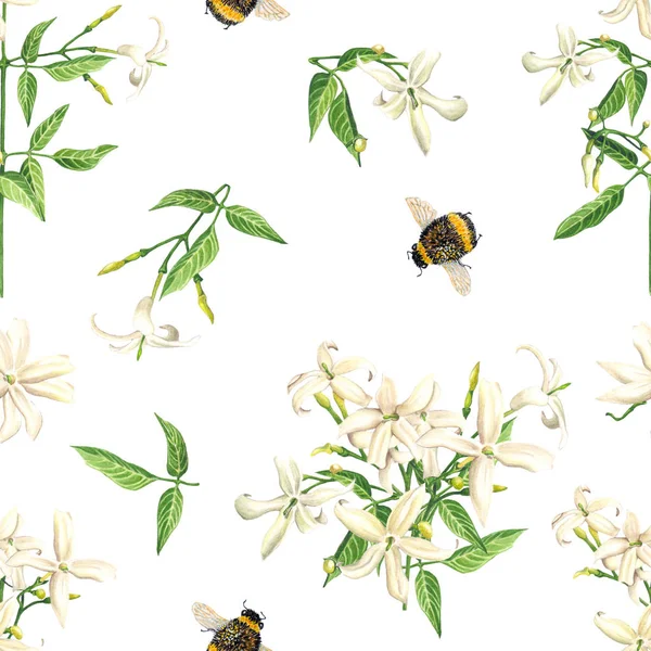 Seamless Mönster Med Akvarell Jasminblommor Och Bee Vit Bakgrund Botanisk — Stockfoto