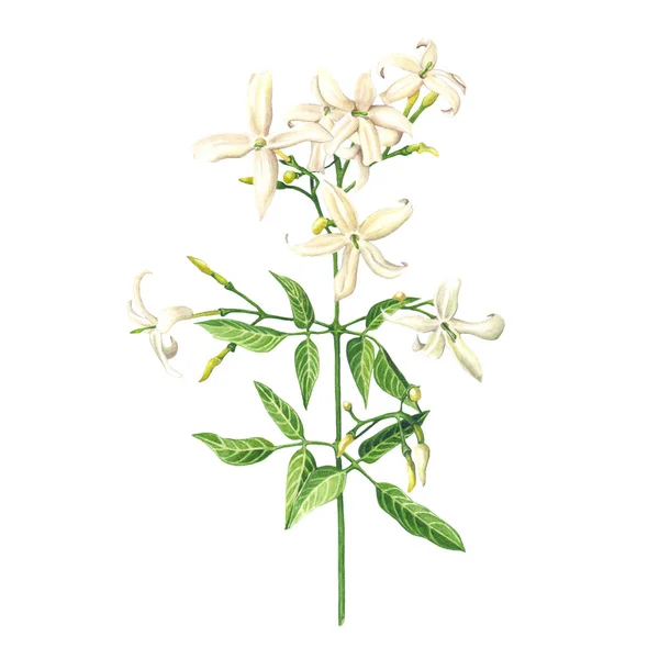 Aquarell Jasminblüten Auf Weißem Hintergrund Botanische Illustration — Stockfoto