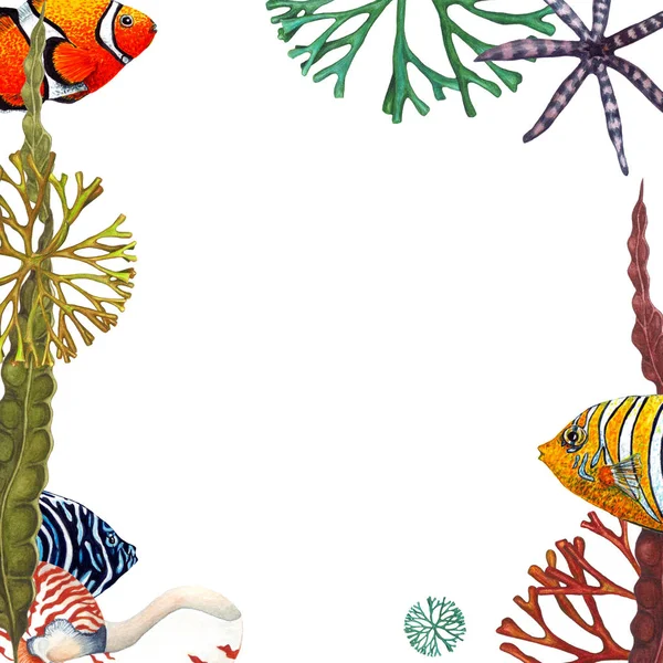 水彩鹦鹉螺壳 海星和热带鱼框架在白色背景 手绘插图 — 图库照片