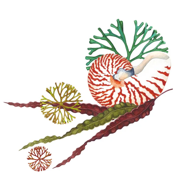 水彩鹦鹉螺壳和海藻组成的白色背景 手绘插图 — 图库照片