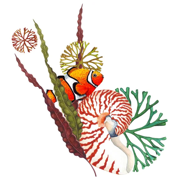 Акварель Nautilus Shell Clownfish Seaweed Композиции Белом Фоне Ручная Иллюстрация — стоковое фото