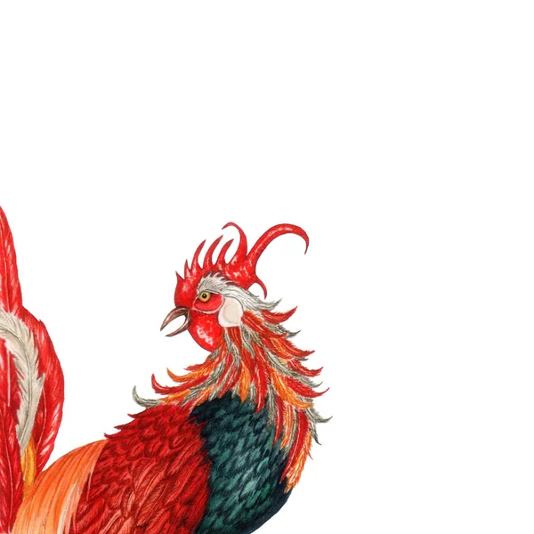 Watercolor Rooster isolated on white background. Chinese New Year 2017 Symbol