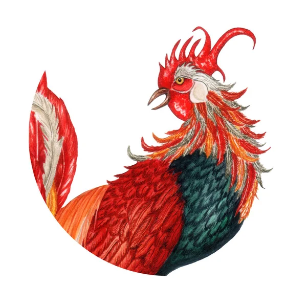 Watercolor Rooster isolated on white background. Chinese New Year 2017 Symbol.