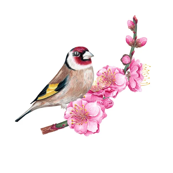 Goldfinch งอย บนสาขาของซาก ระบนพ นหล ขาว ภาพสต็อก