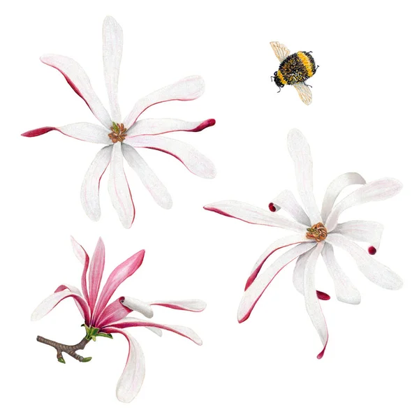 Aquarell Magnolienblüten Und Hummeln Auf Weißem Hintergrund Handgezeichnete Botanische Illustration lizenzfreie Stockfotos