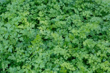 Iştah açıcı taze yeşil maydanoz bir arka plan veya fon olarak bahçe yatağında yetişir