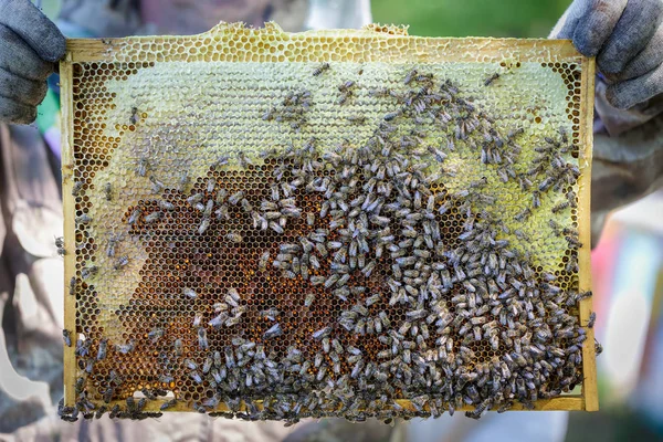 Frame with honeycombs, filled with honey in the hands of the beekeeper