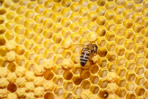 Abeille Solitaire Assise Sur Nid Abeille Gros Plan — Photo