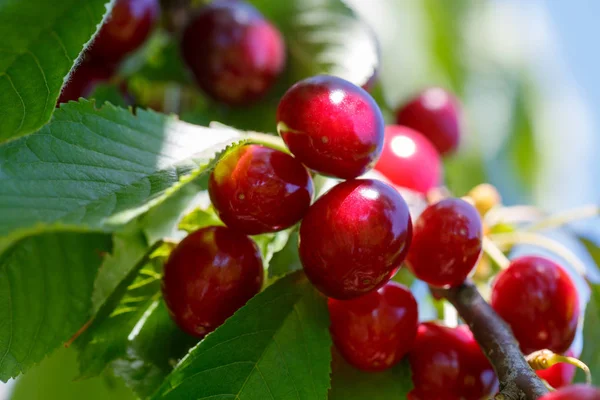 Güneş ışınları düşmek olgun kiraz baharda demet