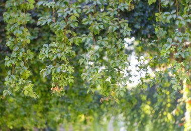 Yukarıdan yeşil dekoratif asma dalları asmak