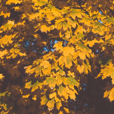 Bir akça ağaç tonlu görüntü bir sonbahar güneşli sarı-yeşil yaprakları