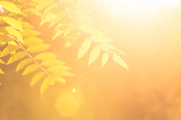 Гілки Ясена Листям Сонці Восени Помаранчеве Тоноване Зображення — стокове фото