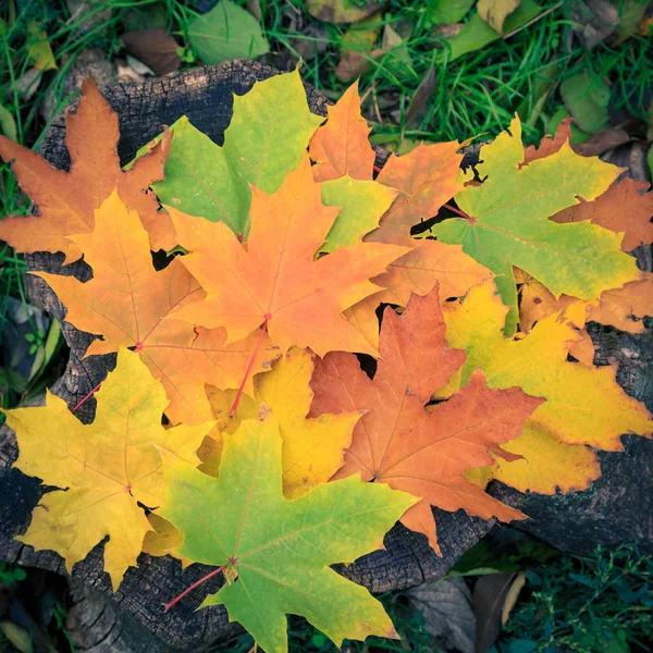 Жовте Зелене Оранжеве Коричневе Кленове Листя Лежать Пні Восени — стокове фото
