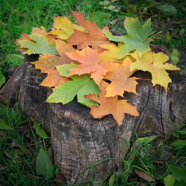 Кленове Листя Різних Кольорів Лежить Старому Пні Парку Восени — стокове фото