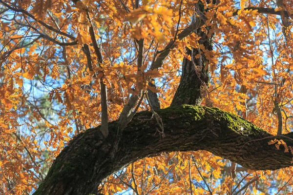 Bright orange oak leaves on a bright autumn day