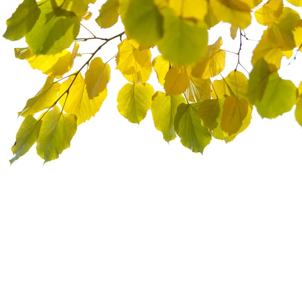 Ramo Uma Árvore Com Folhas Amarelo Verdes Fundo Branco — Fotografia de Stock
