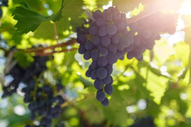 Gün batımında güneş ışınları ile olgun kara üzüm demet