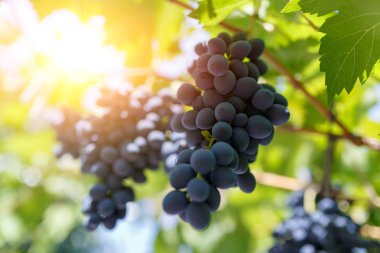 Gün batımında güneş ışınları ile Olgun, iştah açıcı karanlık üzüm demet