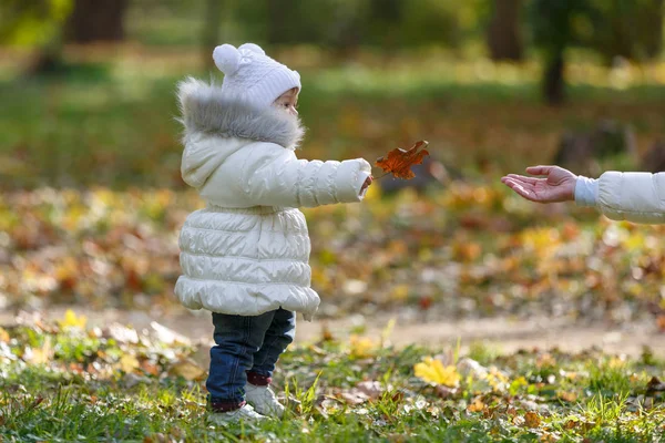 Córeczka Białą Kurtkę Daje Jej Matka Pomarańczowy Jesień Liść Klonu — Zdjęcie stockowe