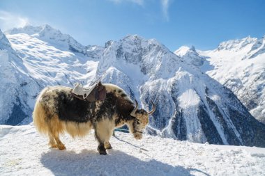 Benekli shaggy yak Beyaz dağlar çerçevede bir üstte duruyor