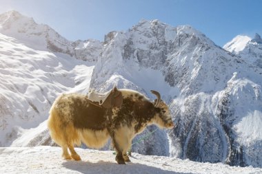 Benekli shaggy yak Beyaz dağlar zemin karşı bir uçurumun kenarında duruyor