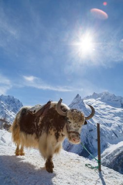 Shaggy yak güzel beyaz dağlar Kafkasya ve kavurucu güneşin arka plan üzerinde duruyor