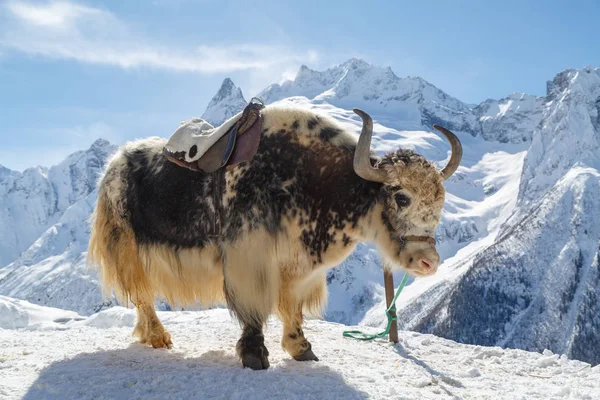 Yak Blanco Negro Está Atado Contra Fondo Montañas Blancas Como — Foto de Stock