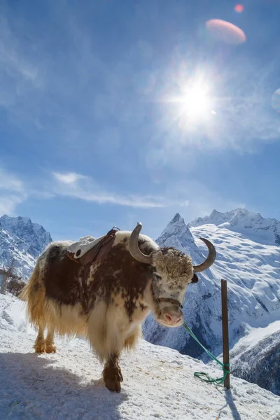 Shaggy Yak Encuentra Fondo Las Hermosas Montañas Blancas Del Cáucaso — Foto de Stock