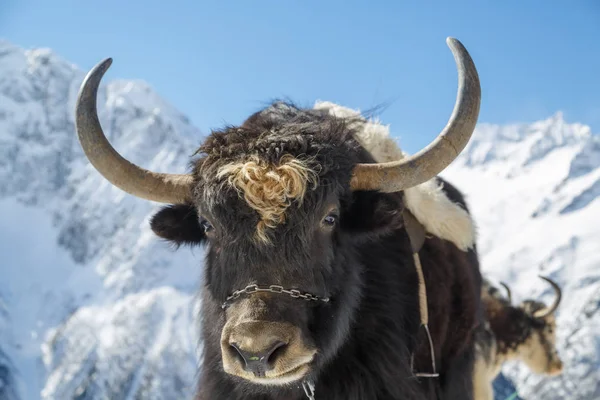 在高加索的美丽的白雪白色的山脉背景毛茸茸的角牦牛的枪口 — 图库照片