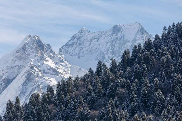 Majestic peaks of the snow-capped mountains of the Carpathians and dense coniferous forest in the snow