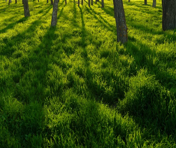 Długie Cienie Drzew Spaść Zielonej Trawie Zachodzie Słońca — Zdjęcie stockowe