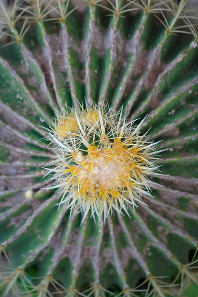 Vista Superior Una Parte Del Cactus Verde —  Fotos de Stock