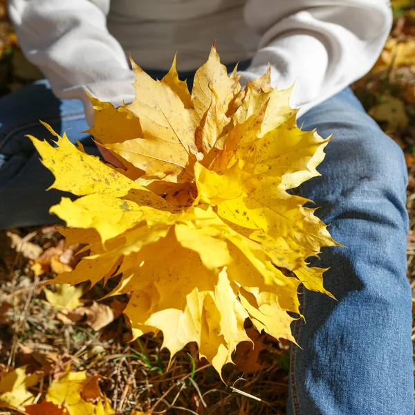Menina Está Segurando Nas Mãos Monte Folhas Outono Amarelo — Fotografia de Stock