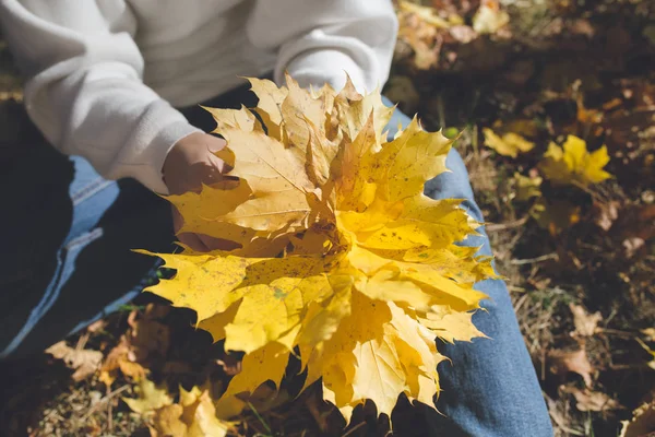 Girl Holds Hands Bunch Yellow Maple Leaves — Stock Photo, Image