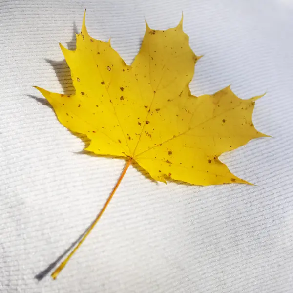 Hoja Arce Amarillo Brillante Encuentra Una Superficie Tela Día Soleado — Foto de Stock