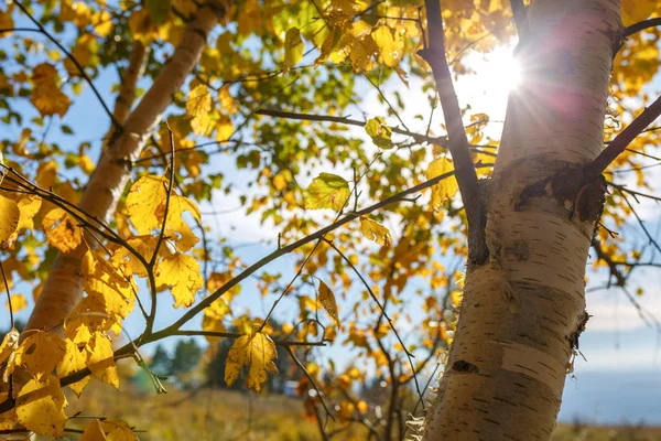 The sun ray breaks through the yellow foliage of birch against the blue sky