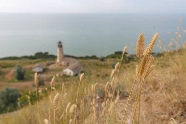 Altın spikelets, bir deniz feneri Merzhanovo köyü yakınındaki Azak Denizi'nin kıyısında arka plan üzerinde bir çayır çimen